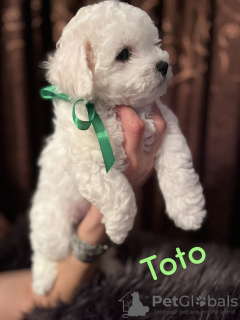 Photo №4. Je vais vendre bichon à poil frisé en ville de Smederevo. éleveur - prix - négocié