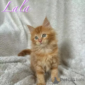 Photo №1. maine coon - à vendre en ville de Hambourg | 380€ | Annonce № 167255