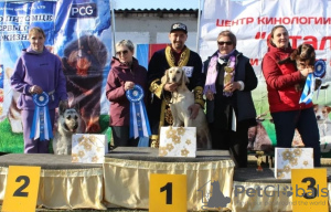 Photos supplémentaires: chiots de race Kazakh Tazy