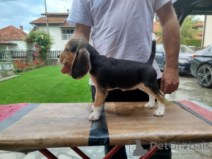Photo №1. beagle - à vendre en ville de Lajkovac | négocié | Annonce №141244