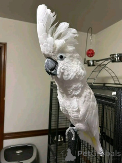 Photo №3. Elle n'a jamais mordu aucun d'entre nous et n'est pas agressive. Sa cage est un. Belgique