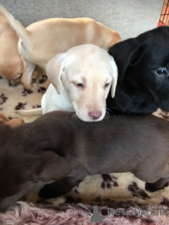 Photo №1. labrador retriever - à vendre en ville de Forêt | 500€ | Annonce №159436