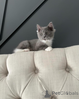 Photo №1. ragdoll - à vendre en ville de Ellmau | négocié | Annonce № 156534