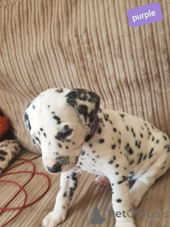 Photo №3. Chiots Dalmatiens. Danemark