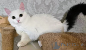 Photo №4. Je vais vendre munchkin en ville de Amstetten. éleveur - prix - négocié