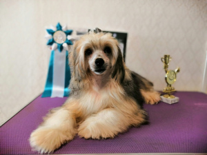 Photo №2 de l'annonce № 2889 de la vente chien chinois à crête - acheter à Fédération de Russie de la fourrière