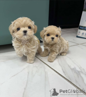 Photo №1. bichon maltais - à vendre en ville de Unterägeri | 400€ | Annonce №127174