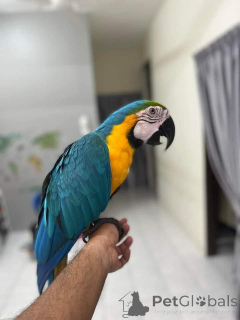 Photo №1. chien bâtard - à vendre en ville de Caspian Industrial Town | négocié | Annonce №143954