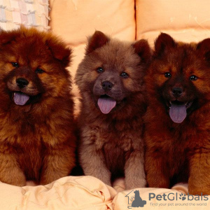 Photo №2 de l'annonce № 48044 de la vente chow-chow - acheter à Suède éleveur