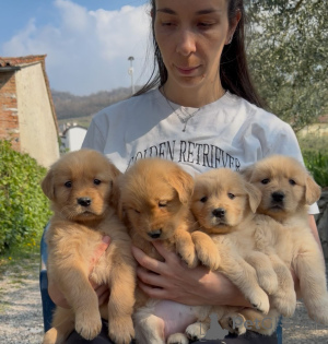 Photo №1. golden retriever - à vendre en ville de Alberville | négocié | Annonce №167211