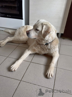 Photo №2 de l'annonce № 170554 de la vente chien bâtard - acheter à Fédération de Russie annonce privée