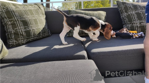 Photos supplémentaires: Chiots Beagle élevés à la maison à prix abordables!