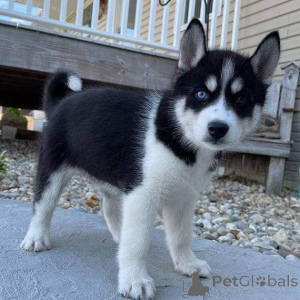 Photo №2 de l'annonce № 160308 de la vente husky de sibérie - acheter à La finlande annonce privée