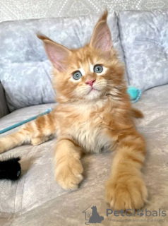 Photo №1. maine coon - à vendre en ville de Plaffeien | 400€ | Annonce № 117279