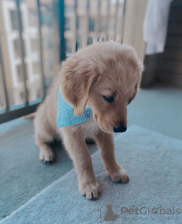 Photo №1. golden retriever - à vendre en ville de bateau | négocié | Annonce №102686