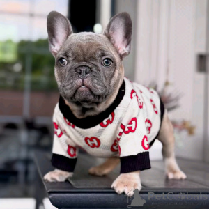 Photo №3. Französische Bulldogge Welpen Zur adoption. Allemagne