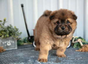 Photo №2 de l'annonce № 158655 de la vente chow-chow - acheter à Emirats Arabes Unis 