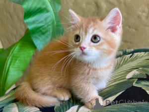 Photo №1. munchkin - à vendre en ville de Dikirh | 350€ | Annonce № 151486