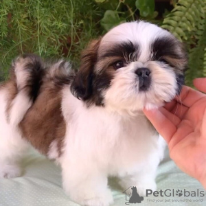 Photo №1. shih tzu - à vendre en ville de Glyfada | négocié | Annonce №129928