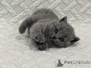 Photo №2 de l'annonce № 159963 de la vente british shorthair - acheter à Allemagne annonce privée, de la fourrière