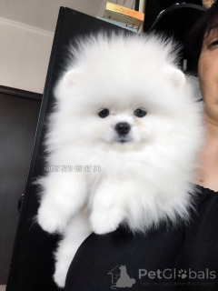 Photo №1. spitz nain - à vendre en ville de Tbilissi | négocié | Annonce №146659