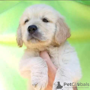 Photos supplémentaires: Chiots Golden Retriever