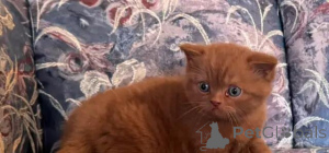 Photo №1. british shorthair - à vendre en ville de Sérigraphie | 580€ | Annonce № 175998