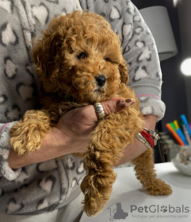 Photo №4. Je vais vendre caniche (jouet) en ville de Belgrade.  - prix - négocié