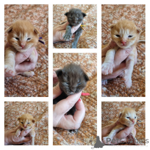 Photo №1. maine coon - à vendre en ville de Bruxelles | Gratuit | Annonce № 172397