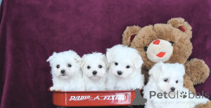 Photo №1. bichon maltais - à vendre en ville de Portimão | négocié | Annonce №164452