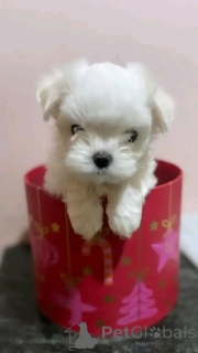 Photo №2 de l'annonce № 138871 de la vente bichon maltais - acheter à Allemagne annonce privée, éleveur