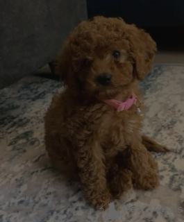 Photo №3. Jouet de caniche formé des toilettes. Pays Bas