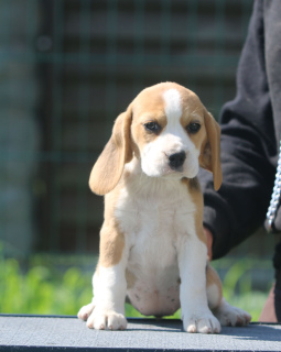 Photo №2 de l'annonce № 2897 de la vente beagle - acheter à Biélorussie de la fourrière