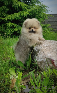 Photo №2 de l'annonce № 107364 de la vente chien bâtard - acheter à Biélorussie éleveur