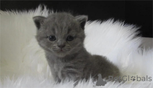 Photo №1. british shorthair - à vendre en ville de Cuxhaven | 350€ | Annonce № 153589