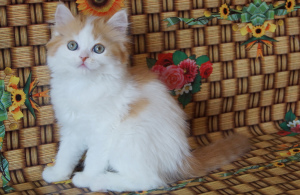 Photo №3. Adorables phoques à fourrure écossais. Ukraine