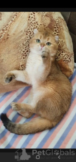 Photo №4. Je vais vendre scottish straight en ville de Tambov. éleveur - prix - 108€