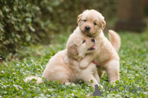 Photo №1. golden retriever - à vendre en ville de Munich | négocié | Annonce №163585