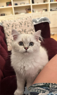 Photo №1. british longhair - à vendre en ville de Affalterbach | 350€ | Annonce № 151547