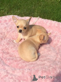 Photo №1. chihuahua - à vendre en ville de Siegburg | négocié | Annonce №166486
