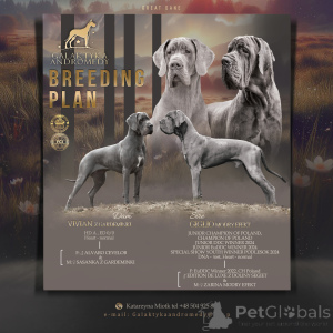 Photo №3. Chien bleu allemand. Pologne