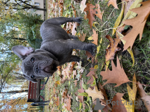 Photo №3. Les chiots bouledogue français sont actifs, vaccinés selon l'âge, habitués à. Pologne