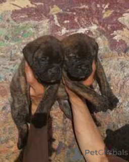 Photo №2 de l'annonce № 168827 de la vente bullmastiff - acheter à Australie éleveur