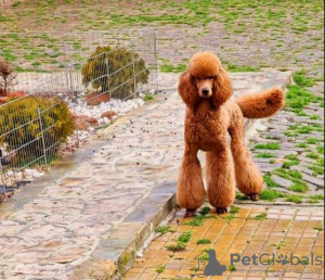 Photo №3. Chiots caniche royal. Serbie