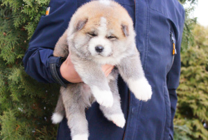 Photo №2 de l'annonce № 4224 de la vente akita (chien) - acheter à Ukraine de la fourrière