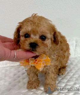 Photo №1. caniche royale - à vendre en ville de Alabama Shores | 425€ | Annonce №133708