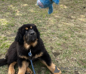 Photo №3. Chiot Dogue du Tibet. USA