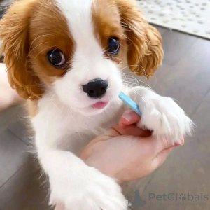 Photo №2 de l'annonce № 120685 de la vente cavalier king charles spaniel - acheter à Belgique 