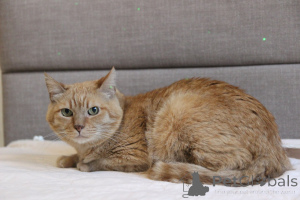 Photo №2 de l'annonce № 139190 de la vente  - acheter à Biélorussie de l'abri