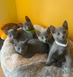 Photo №1. bleu russe - à vendre en ville de Giesen | 350€ | Annonce № 174542